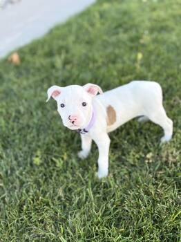 Sakura -  American Staffordshire Terrier Dog for Adoption in Lodi, California - Sakura | PetCurious