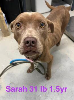 Sarah -  Pit Bull Terrier Dog for Adoption in Camden, Tennessee - Sarah | PetCurious