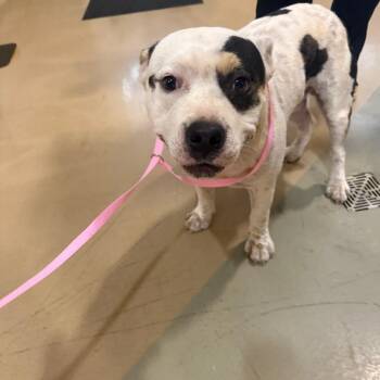 Jamie -  Mixed Breed Dog for Adoption in Winston-salem, North Carolina - Jamie | PetCurious