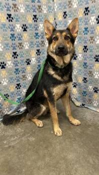 FOXEY -  German Shepherd Dog Dog for Adoption in Rosenberg, Texas - FOXEY | PetCurious