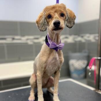 Michelle -  Poodle and Mixed Breed Dog for Adoption in Wake Forest, North Carolina - Michelle | PetCurious