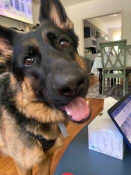 Rescue German Shepherd Dog Dogs for Adoption in Nutley, New Jersey - Teddy - XP | PetCurious