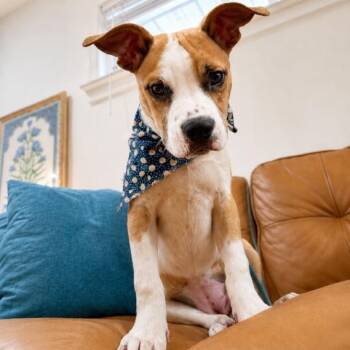 Lucy Lou the Freckled Lovebottom Cutie -  American Bully and Boxer Dog for Adoption in Friendswood, Texas - Lucy Lou The Freckled Lovebottom Cutie | PetCurious