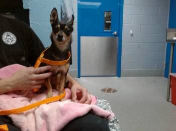 MISTY -  Miniature Pinscher and Mixed Breed Dog for Adoption in Albuquerque, New Mexico - MISTY | PetCurious
