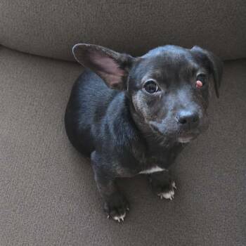 Labrador Retriever Dogs Available for Adoption in Brewton, Alabama - Buffy | PetCurious