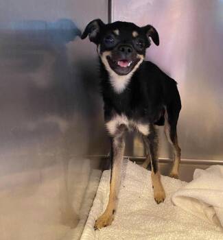 Stilts (STRAY - NOT YET AVAILABLE) -  Pug and Chihuahua Dog for Adoption in Benton, Louisiana - Stilts (STRAY - NOT YET AVAILABLE) | PetCurious