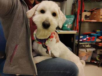 Poodle Dogs Available for Adoption in Kalamazoo, Michigan - Guava | PetCurious