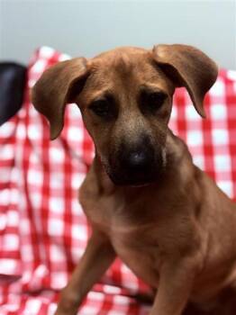 Rescue Mixed Breed Dogs for Adoption in Dallas, Texas - Josie | PetCurious