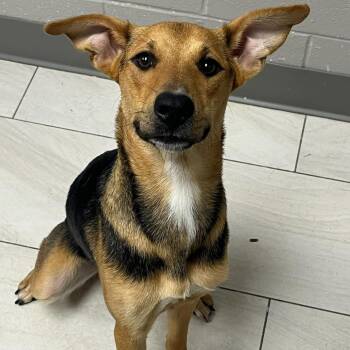 Mixed Breed Dogs Available for Adoption in Lufkin, Texas - Valkyrie | PetCurious