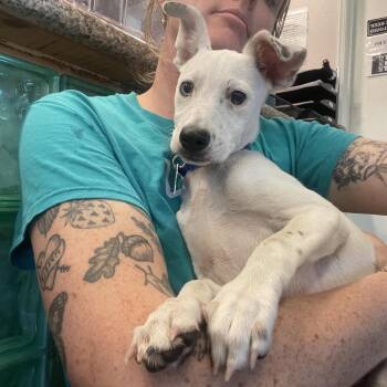 Striker -  Mixed Breed Dog for Adoption in San Francisco, California - Striker | PetCurious