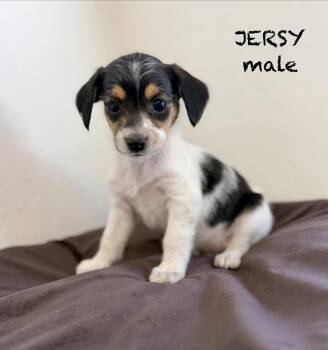 Jersy -  Terrier Dog for Adoption in Sonora, California - Jersy | PetCurious