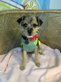 Poppy -  Yorkshire Terrier and Shih Tzu Dog for Adoption in Yakima, Washington - Poppy | PetCurious