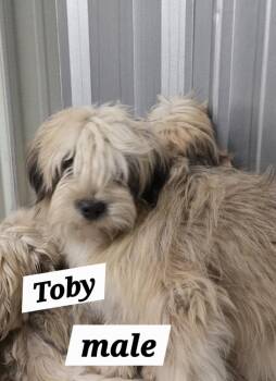 MO Toby -  Shih Tzu Dog for Adoption in Warrenton, Missouri - MO Toby | PetCurious