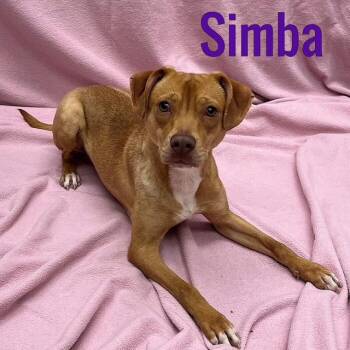 Rescue Labrador Retriever and Beagle Dogs for Adoption in Egg Harbor City, New Jersey - Simba | PetCurious