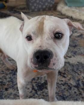 Mixed Breed Dogs Available for Adoption - Gramps | PetCurious