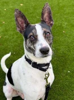 Rescue Mixed Breed Dogs for Adoption in Milpitas, California - Jasper | PetCurious