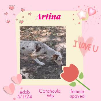 Catahoula Leopard Dog Dogs Available for Adoption in Missouri City, Texas - Artina WA14384-T LOCAL Adoption Event In Bellevue 5-24 | PetCurious