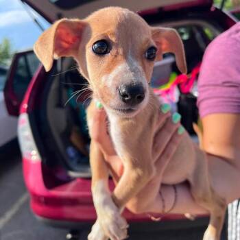 Sugar -  Chihuahua and Mixed Breed Dog for Adoption in Campton Hills, Illinois - Sugar | PetCurious