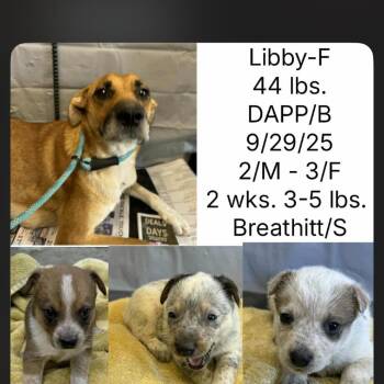 Australian Cattle Dog Blue Heeler and Mixed Breed Dogs Available for Adoption - Libby | PetCurious
