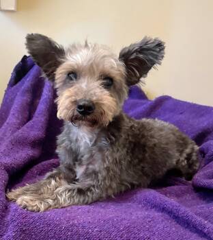 Macy Baby -  Yorkshire Terrier Dog for Adoption in Memphis, Tennessee - Macy Baby | PetCurious