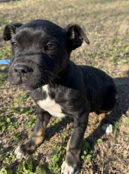 Boxer and Pit Bull Terrier Dogs Available for Adoption - Phoebe | PetCurious