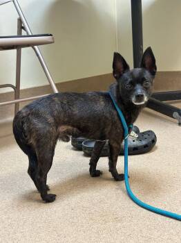Morano -  Chihuahua Dog Available for Adoption in Myerstown, Pennsylvania - Morano | PetCurious