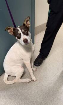 MIDGIE -  Mixed Breed Dog for Adoption in Newton, North Carolina - MIDGIE | PetCurious