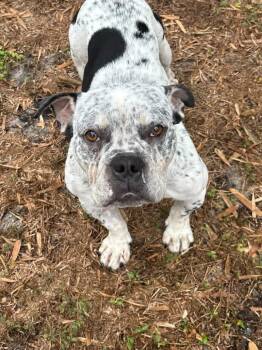 Chase -  Bulldog Dog for Adoption in Lutz, Florida - Chase | PetCurious