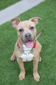 Rescue American Bully Dogs for Adoption in Montclair, New Jersey - Lyla | PetCurious