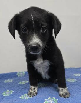 Athens -  Terrier and Labrador Retriever Dog Available for Adoption in New York, New York - Athens | PetCurious