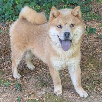Joey Chestnut -  Chow Chow and Shiba Inu Dog for Adoption in Charlottesville, Virginia - Joey Chestnut | PetCurious