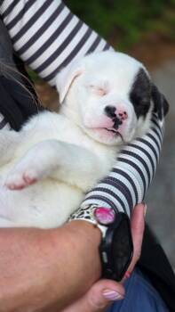 Anatolian Shepherd and American Bulldog Dogs Available for Adoption in Mount Meigs, Alabama - Belly | PetCurious