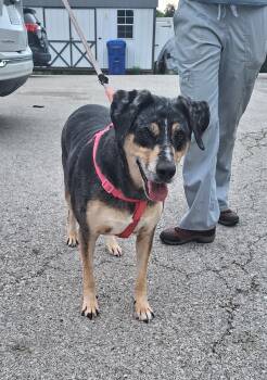 Freya -  Catahoula Leopard Dog Dog for Adoption in Stanton, Kentucky - Freya | PetCurious