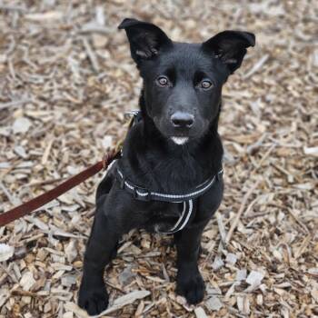 Rescue Labrador Retriever Dogs for Adoption in Farmington, Minnesota - Raven | PetCurious