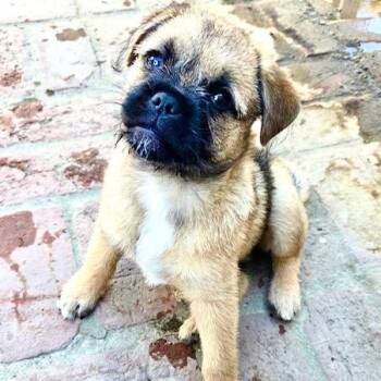 Wellsey -  Pug and Brussels Griffon Dog for Adoption in Los Angeles, California - Wellsey | PetCurious