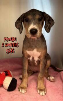 PHOEBE -  Mixed Breed Dog for Adoption in Holbrook, New York - PHOEBE | PetCurious
