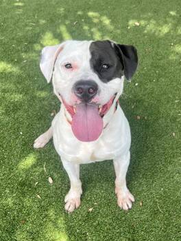 BREEZY -  Pit Bull Terrier and Mixed Breed Dog for Adoption in Doral, Florida - BREEZY | PetCurious