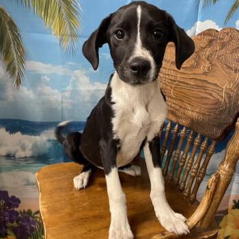 Border Collie and Labrador Retriever Dogs Available for Adoption in Eureka Springs, Arkansas - Chuck | PetCurious