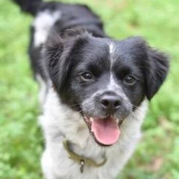 Chihuahua Dogs Available for Adoption - Waffle | PetCurious