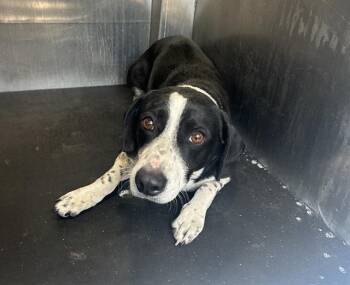 Dachshund Dogs Available for Adoption - HOTCH | PetCurious