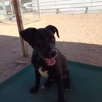 Mixed Breed Dogs Available for Adoption in Casa Grande, Arizona - Nic | PetCurious