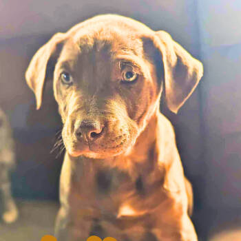 Rescue Catahoula Leopard Dog Dogs for Adoption in Melbourne, Kentucky - Rhett Aka Ryder | PetCurious