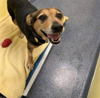 German Shepherd Dog and Mixed Breed Dogs Available for Adoption in St. Louis, Missouri - FOXY | PetCurious