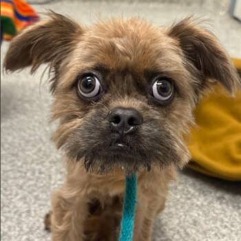 Abe -  Terrier Dog for Adoption in Rockville, Maryland - Abe | PetCurious