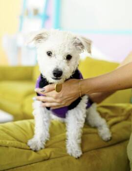 Rice -  Poodle Dog for Adoption in Pasadena, California - Rice | PetCurious