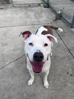 Pit Bull Terrier and Mixed Breed Dogs Available for Adoption in Bowling Green, Ohio - Dakota | PetCurious