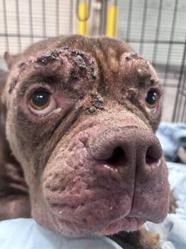 BENJI -  American Bulldog Dog for Adoption in Las Vegas, Nevada - BENJI | PetCurious