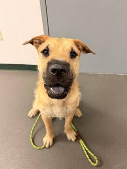 STARLORD -  Shar Pei and Mixed Breed Dog for Adoption in Corpus Christi, Texas - STARLORD | PetCurious