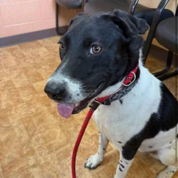 Mindy Moo -  Pointer and Mixed Breed Dog for Adoption in Little Rock, Arkansas - Mindy Moo | PetCurious