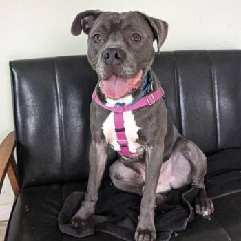 Roger -  American Staffordshire Terrier and Mixed Breed Dog for Adoption in Briarcliff Manor, New York - Roger | PetCurious